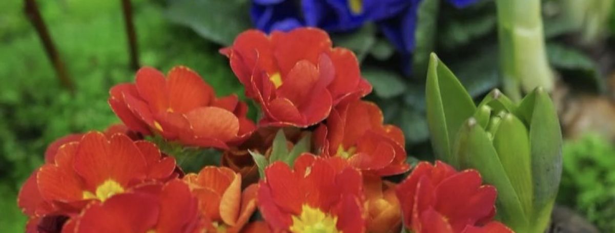 Принимаем заказы на горшечные растения к 8 марта ! 